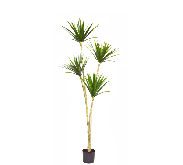 Dracaena Marginata Tree- 1.7m with 4 heads